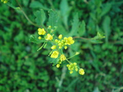 Rorippa × armoracioides