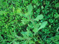 Rorippa × armoracioides