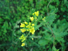 Rorippa × armoracioides