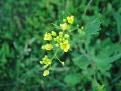 Rorippa × armoracioides