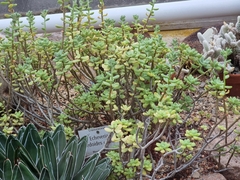Echeveria macdougallii