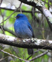Eumyias albicaudatus