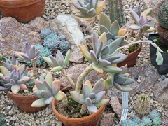 Pachyphytum longifolium
