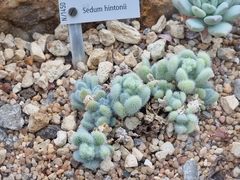 Sedum hintonii