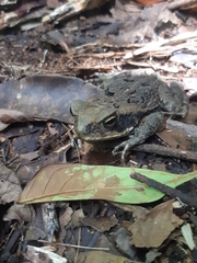 Rhinella marina
