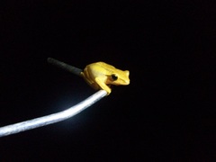 Polypedates leucomystax