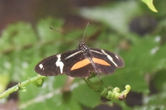 Heliconius clysonymus