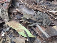 Rhinella marina