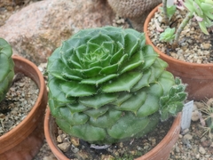 Echeveria setosa ciliata