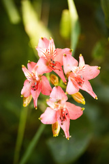 Alstroemeria ligtu ligtu