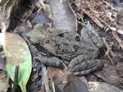 Rhinella marina