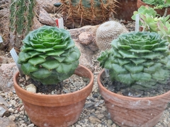 Echeveria setosa ciliata