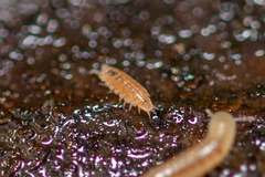 Trichoniscus pygmaeus