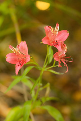 Alstroemeria ligtu ligtu