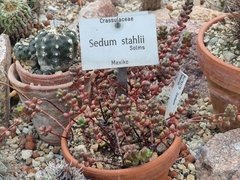 Sedum stahlii