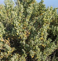 Tetraena alba