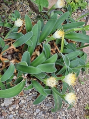 Haemanthus pauculifolius