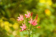 Alstroemeria ligtu ligtu