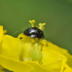 Olibrus
