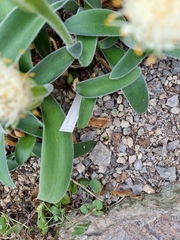 Haemanthus pauculifolius