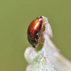 Olibrus
