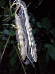 Takydromus sexlineatus