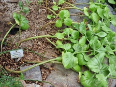 Kalanchoe schimperiana