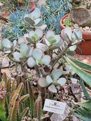 Crassula arborescens arborescens
