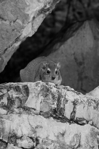 Bush Hyrax