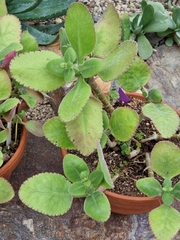 Kalanchoe pubescens