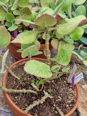 Kalanchoe pubescens