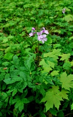 Cardamine bulbifera