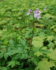 Cardamine bulbifera