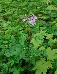 Cardamine bulbifera