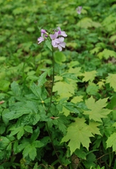 Cardamine bulbifera