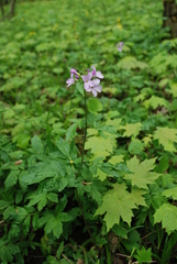 Cardamine bulbifera