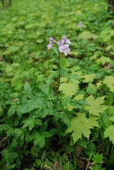 Cardamine bulbifera