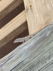 Anolis stratulus