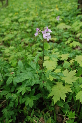 Cardamine bulbifera