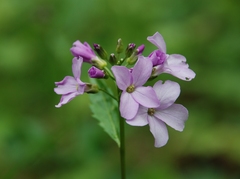 Cardamine bulbifera