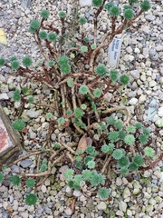 Sedum multiceps
