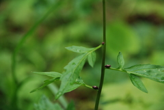Cardamine bulbifera