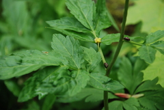 Cardamine bulbifera