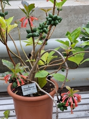 Dermatobotrys saundersii