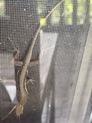 Anolis pulchellus