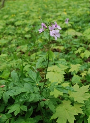 Cardamine bulbifera