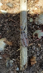 Harpactorini