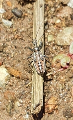 Harpactorini