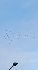 Columba livia domestica