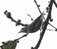 Dicaeum erythrorhynchos